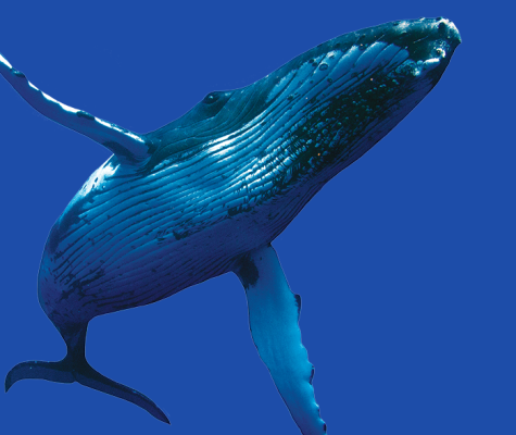 whale